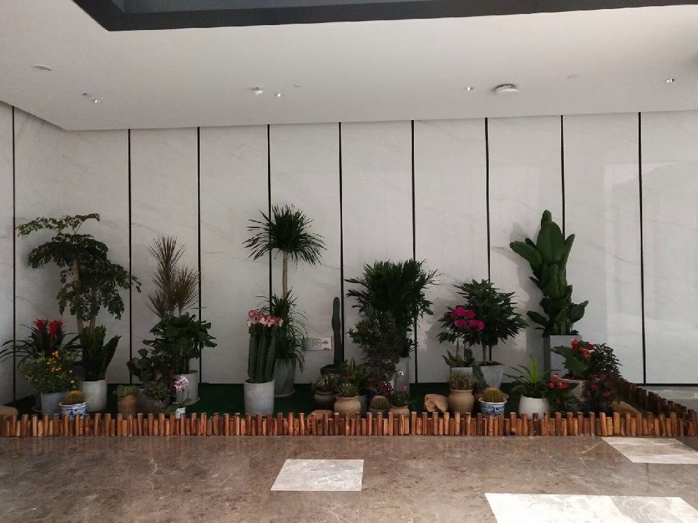 辦公室綠植租賃費(fèi)用到底高不高？常見(jiàn)綠植的種類(lèi)有哪些？
